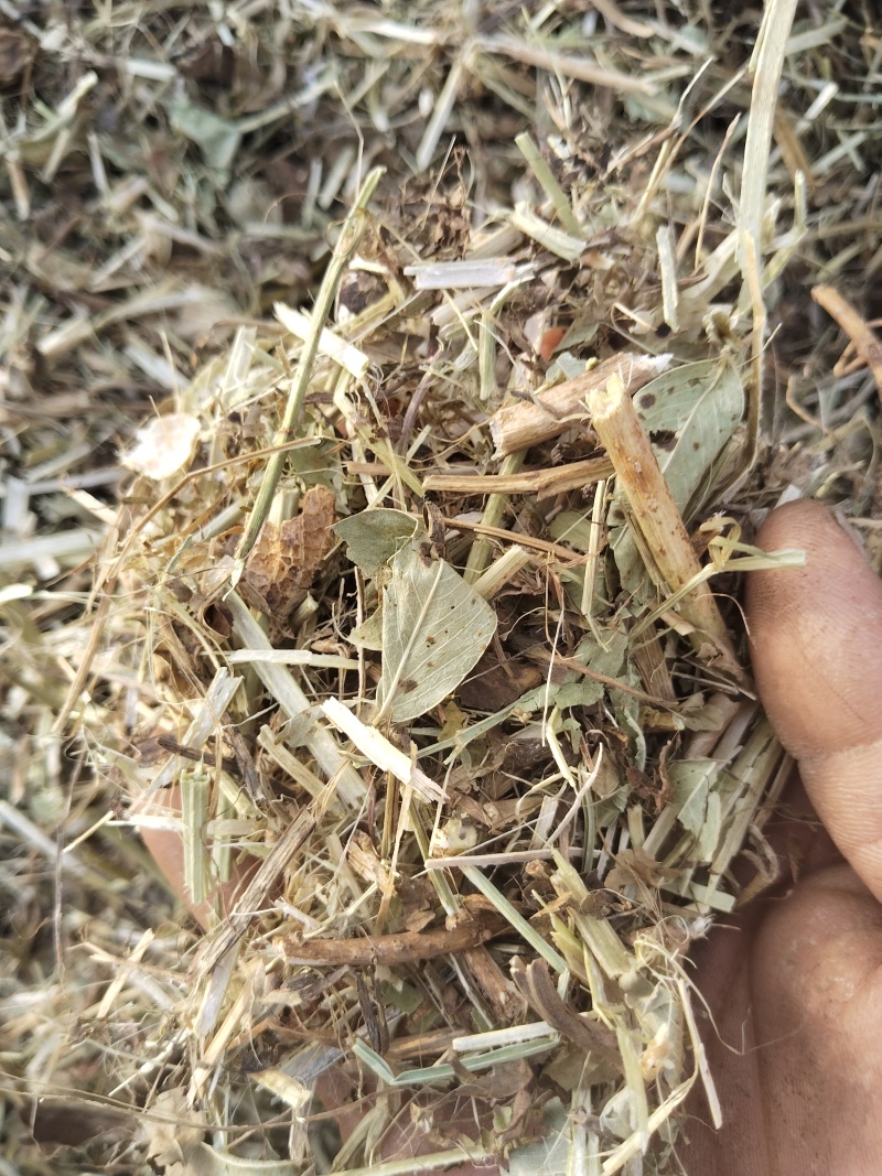 花生秧无杂质全国发货质优价廉对接养殖场大量供应