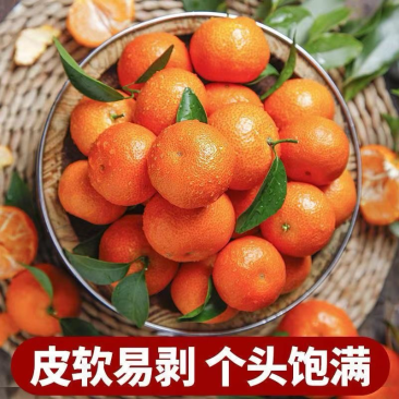 金秋砂糖橘，南丰砂糖橘，蜜广砂糖橘货源充足全国发货