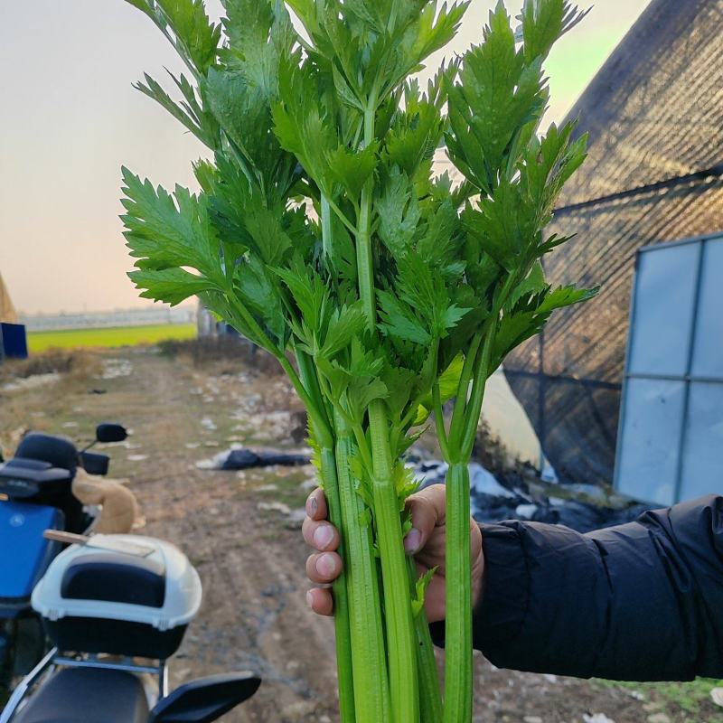 南阳社旗县李店芹菜大量上市