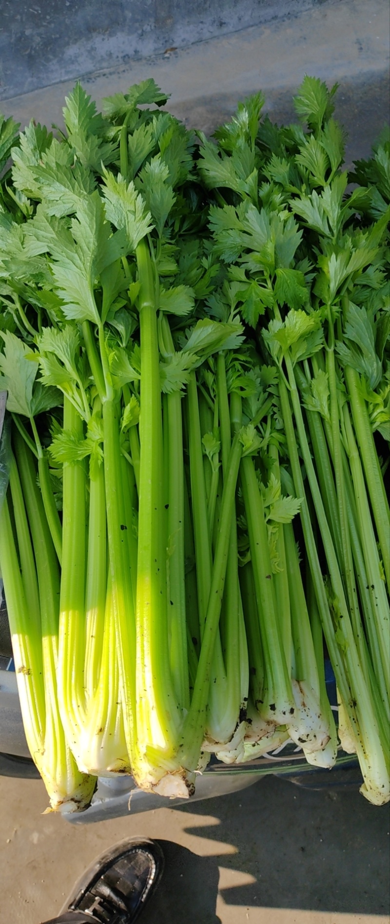 南阳社旗县李店芹菜大量上市