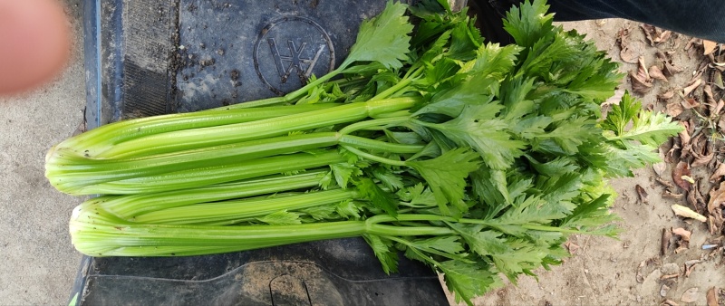 南阳社旗县李店芹菜大量上市