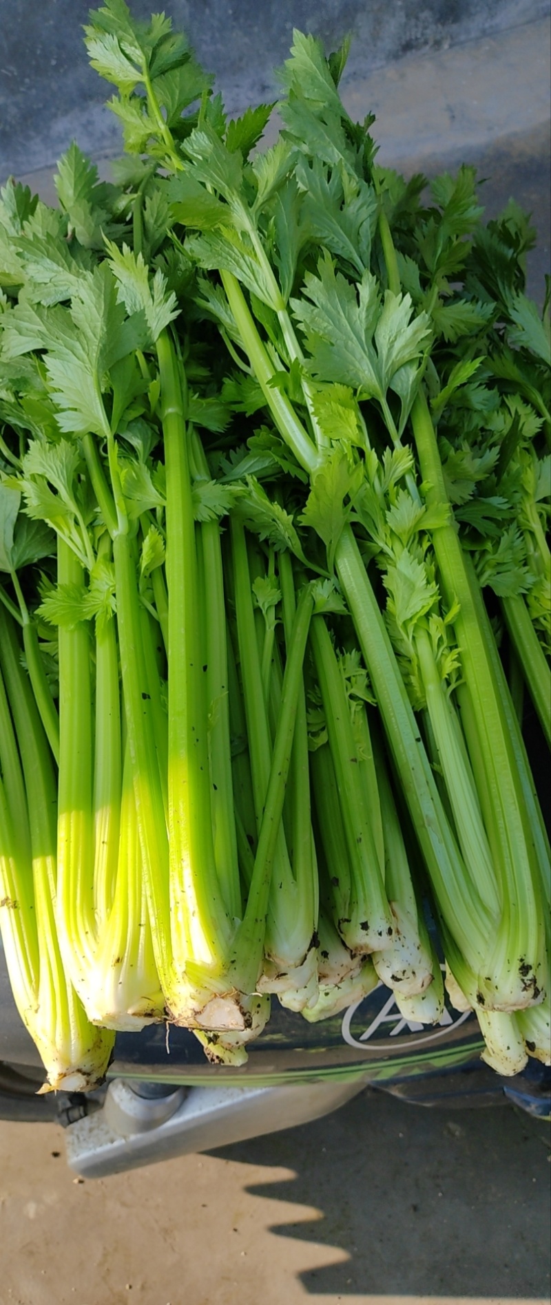 南阳社旗县李店芹菜大量上市