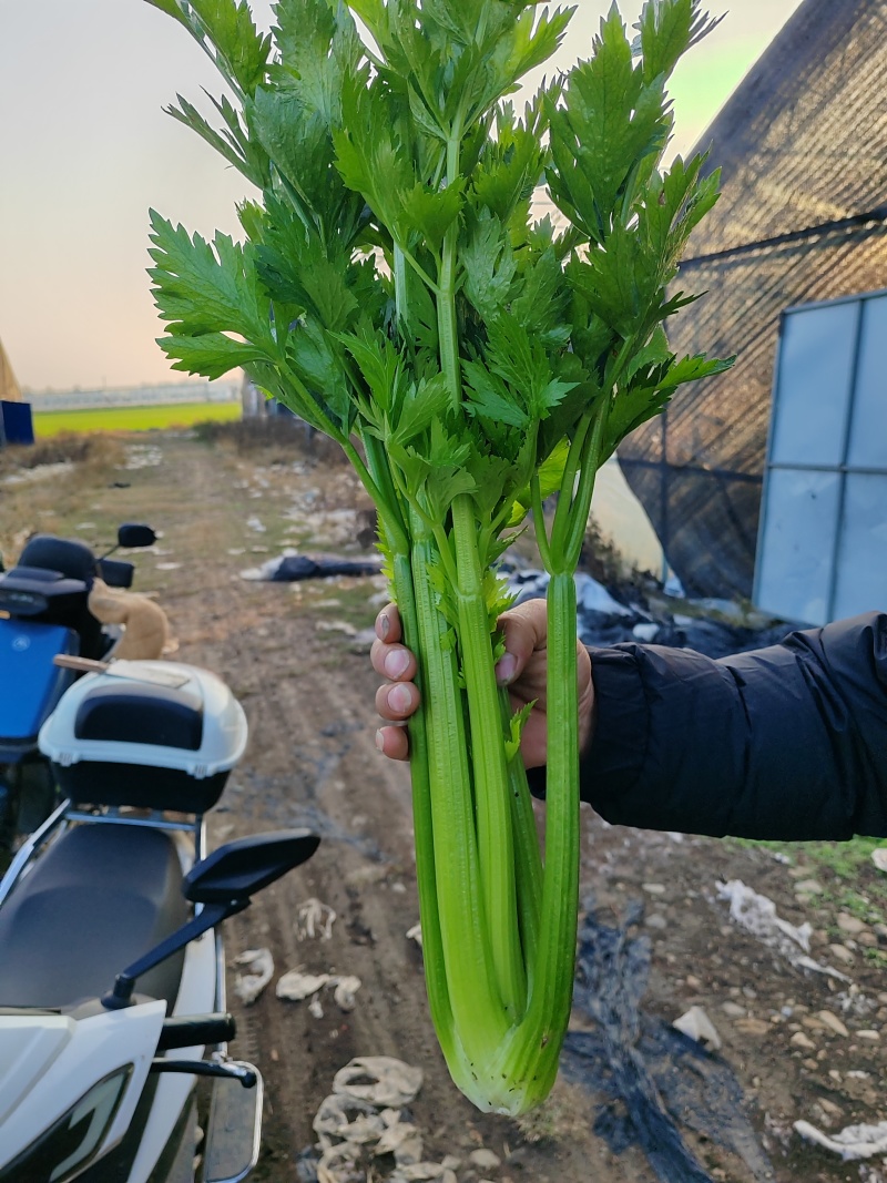 南阳社旗县李店芹菜大量上市