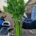 南阳社旗县李店芹菜大量上市