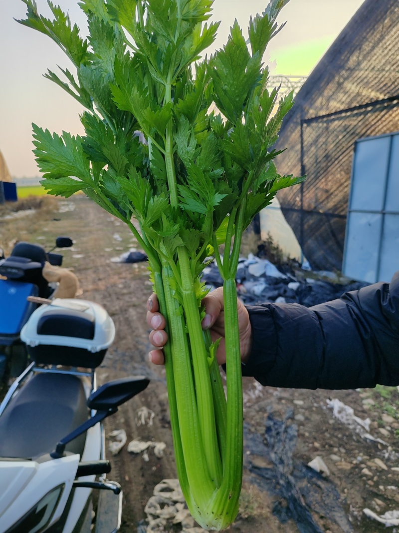 南阳社旗县李店芹菜大量上市