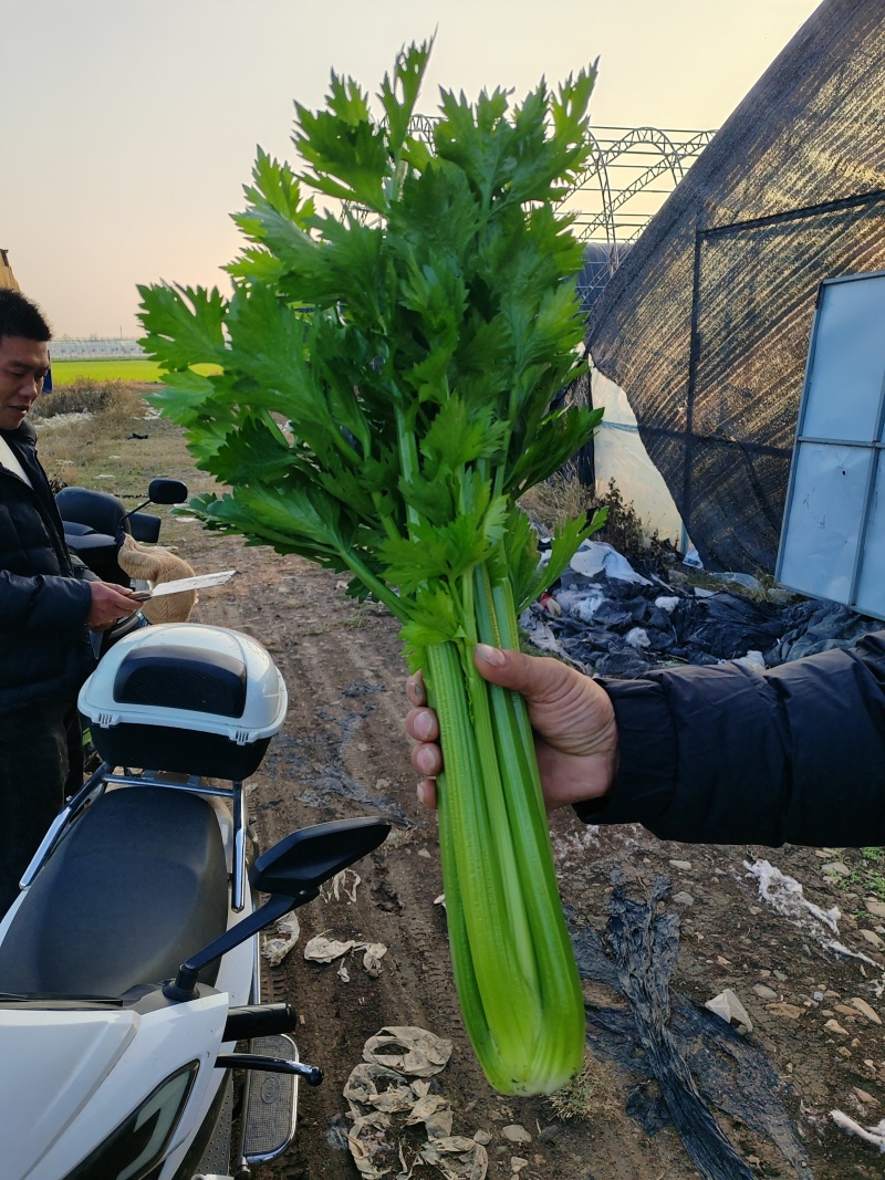 南阳社旗县李店芹菜大量上市