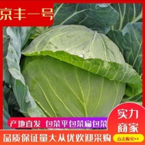 【赤峰】京丰一号/产地直发/质量保证/大量有货