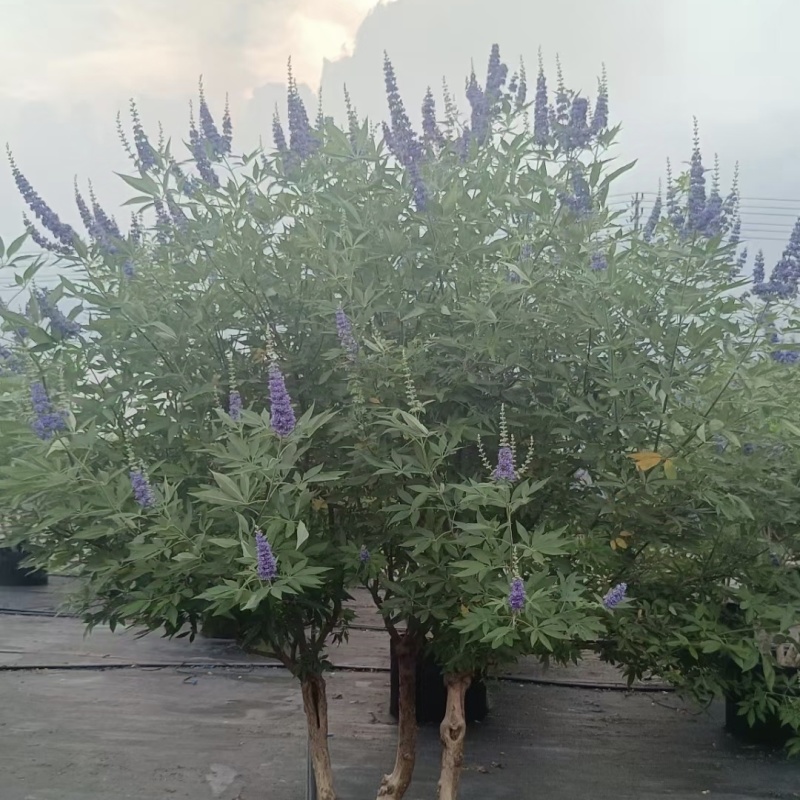 供应穗花牡荆单杆丛生棒棒糖