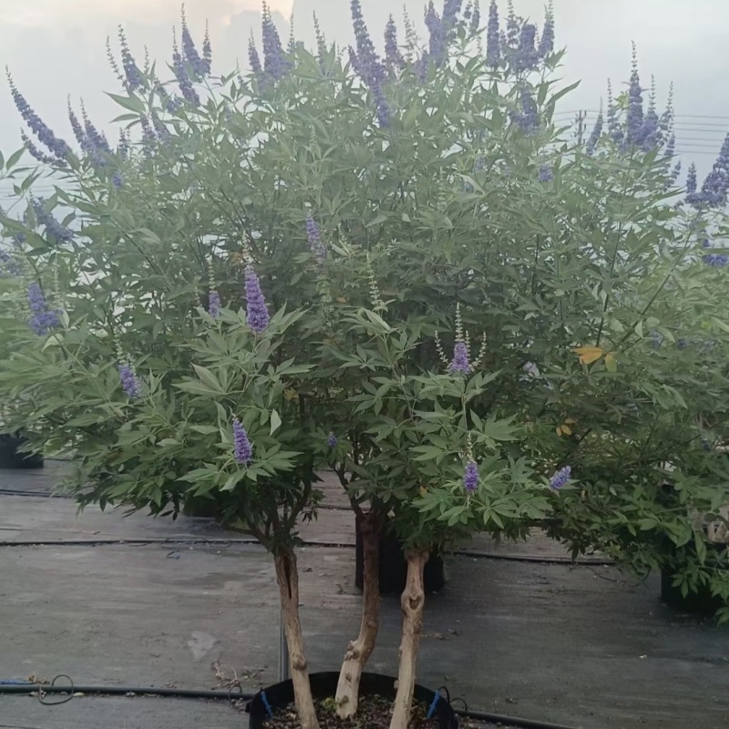 供应穗花牡荆单杆丛生棒棒糖