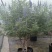 供应穗花牡荆单杆丛生棒棒糖