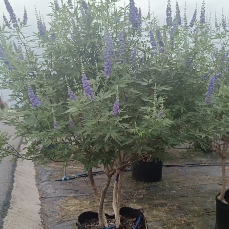 供应穗花牡荆单杆丛生棒棒糖