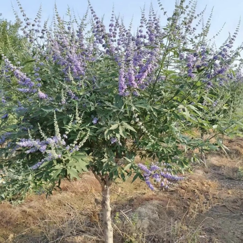 供应穗花牡荆单杆丛生棒棒糖