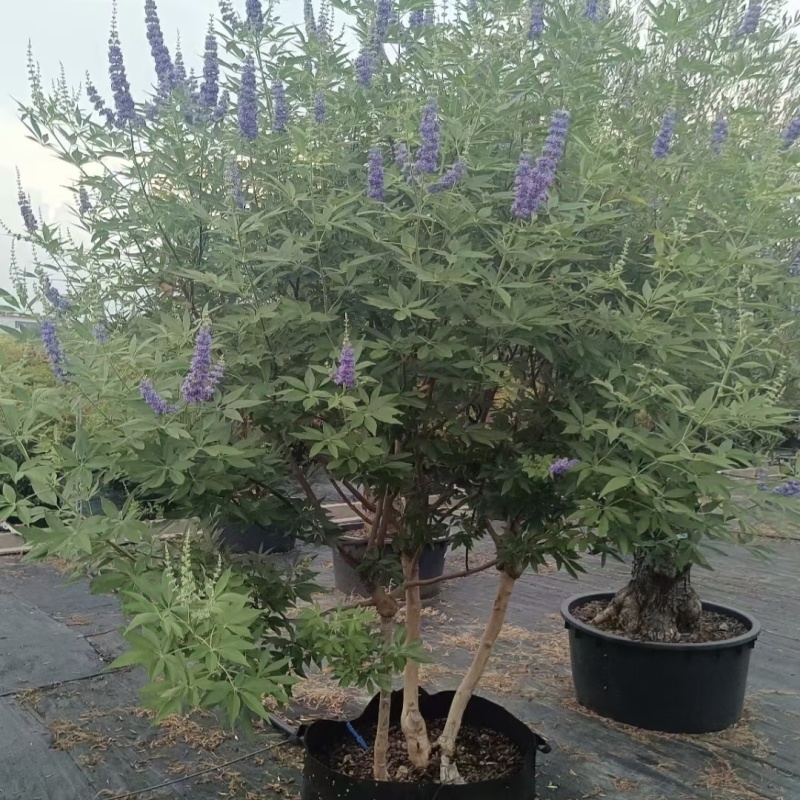 供应穗花牡荆单杆丛生棒棒糖