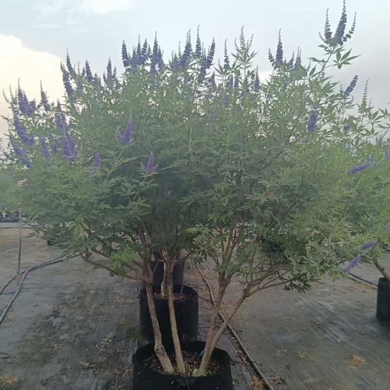 供应穗花牡荆单杆丛生棒棒糖