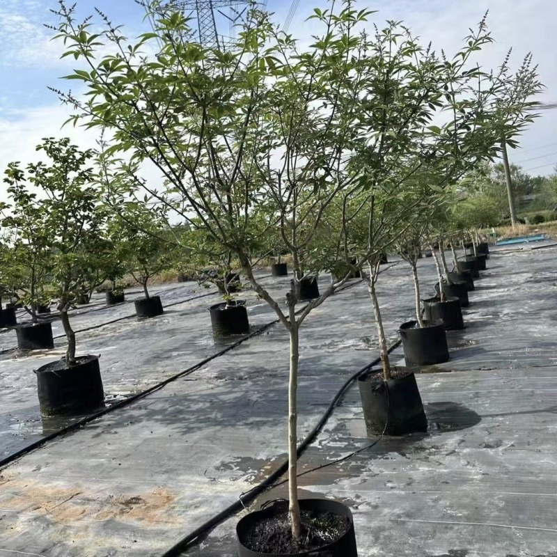 供应穗花牡荆单杆丛生棒棒糖