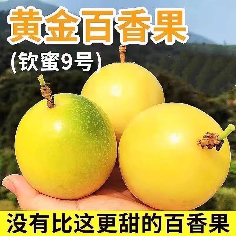 彩箱广西钦蜜9号黄金百香果新鲜孕妇水果西番莲九号当季