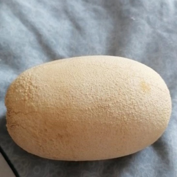 出售狗宝