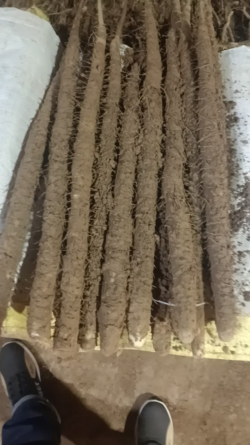 精品山药白嘴山药基地直发品质保证量大从优价格实惠