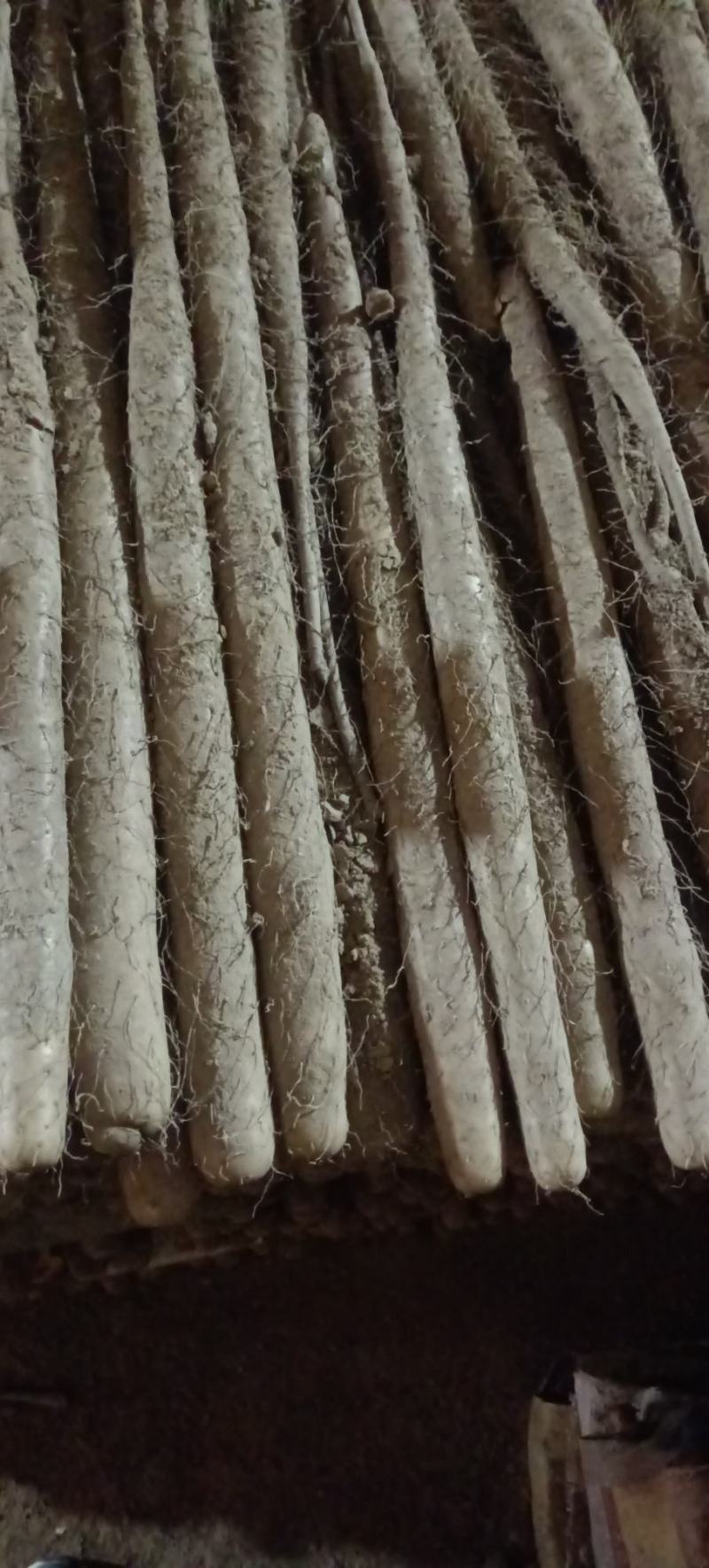 精品山药白嘴山药基地直发品质保证量大从优价格实惠