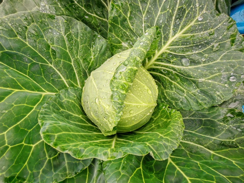 工厂货对接/宣菜/手感菜/硬菜/各种工厂货！