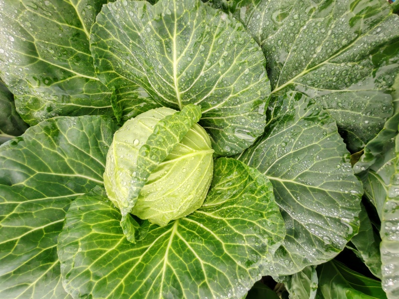 工厂货对接/宣菜/手感菜/硬菜/各种工厂货！