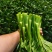 上海本地“广东甜菜心”大量上市！