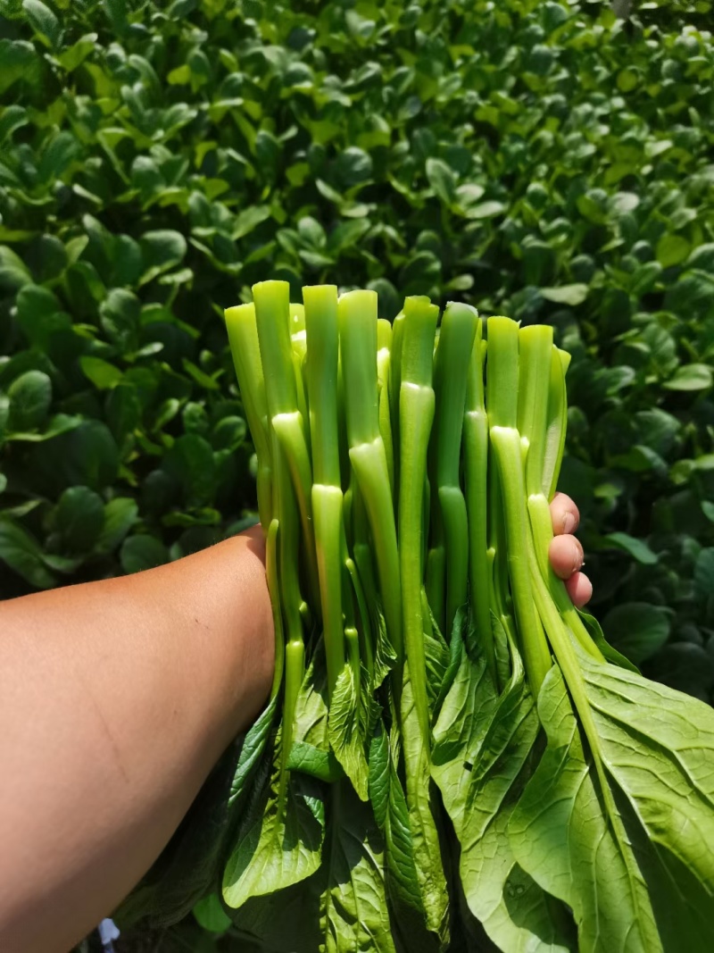 上海本地“广东甜菜心”大量上市！