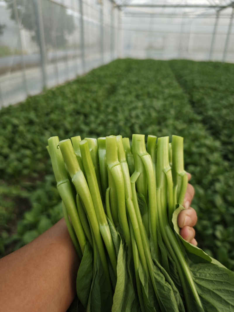 上海本地“广东甜菜心”大量上市！