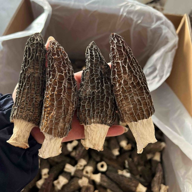 热卖急出羊肚菌精选羊肚菌7-15规格肉厚，丙白，颜色黑