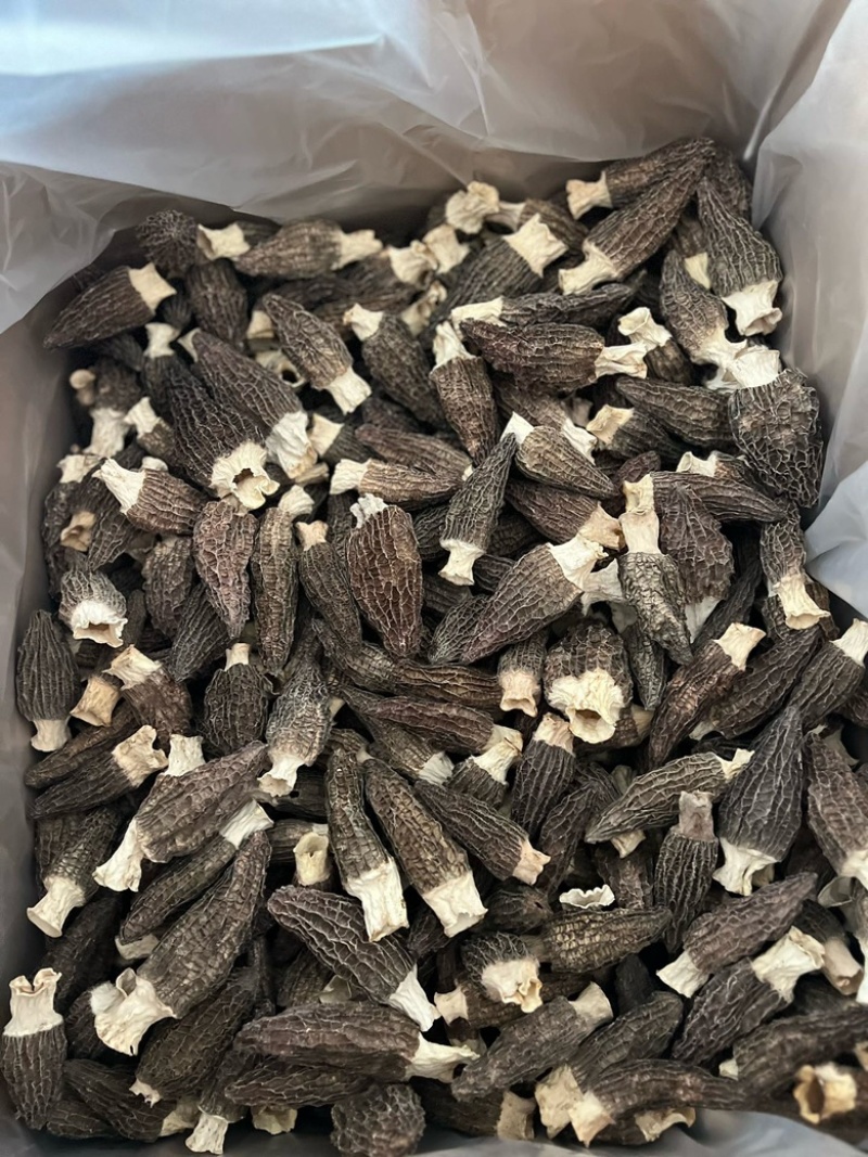 热卖急出羊肚菌精选羊肚菌7-15规格肉厚，丙白，颜色黑