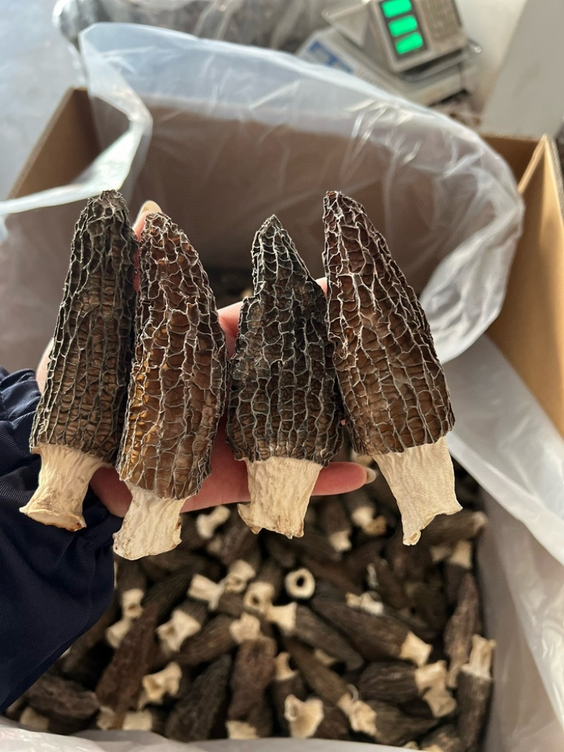 热卖急出羊肚菌精选羊肚菌7-15规格肉厚，丙白，颜色黑