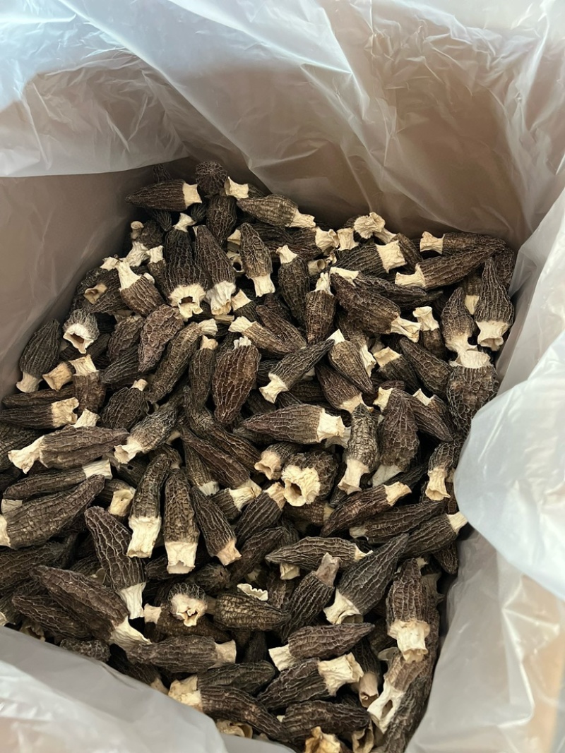 热卖急出羊肚菌精选羊肚菌7-15规格肉厚，丙白，颜色黑