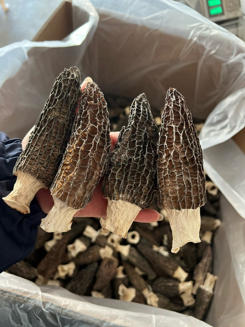 热卖急出羊肚菌精选羊肚菌7-15规格肉厚，丙白，颜色黑