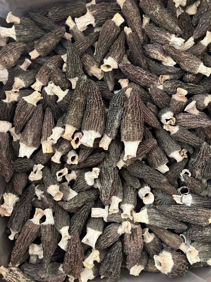 热卖急出羊肚菌精选羊肚菌7-15规格肉厚，丙白，颜色黑