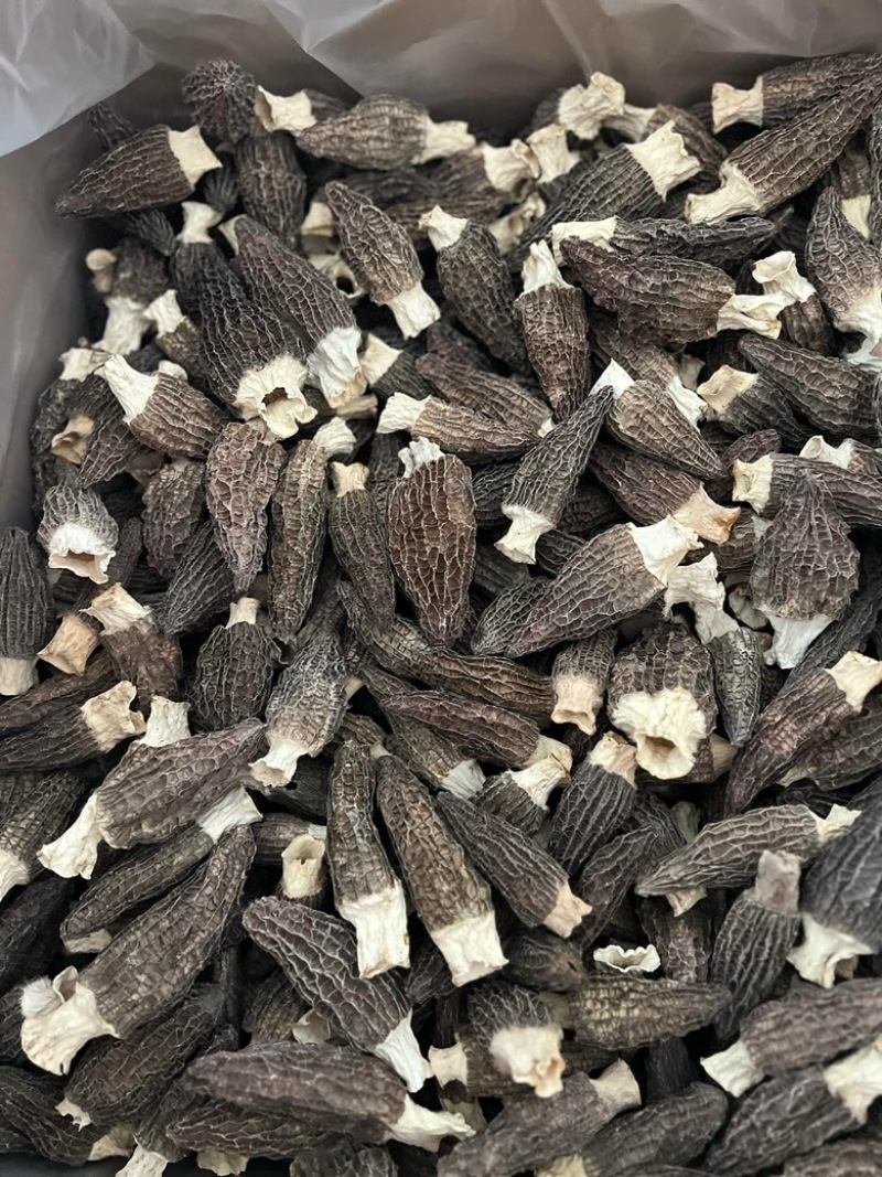 热卖急出羊肚菌精选羊肚菌7-15规格肉厚，丙白，颜色黑