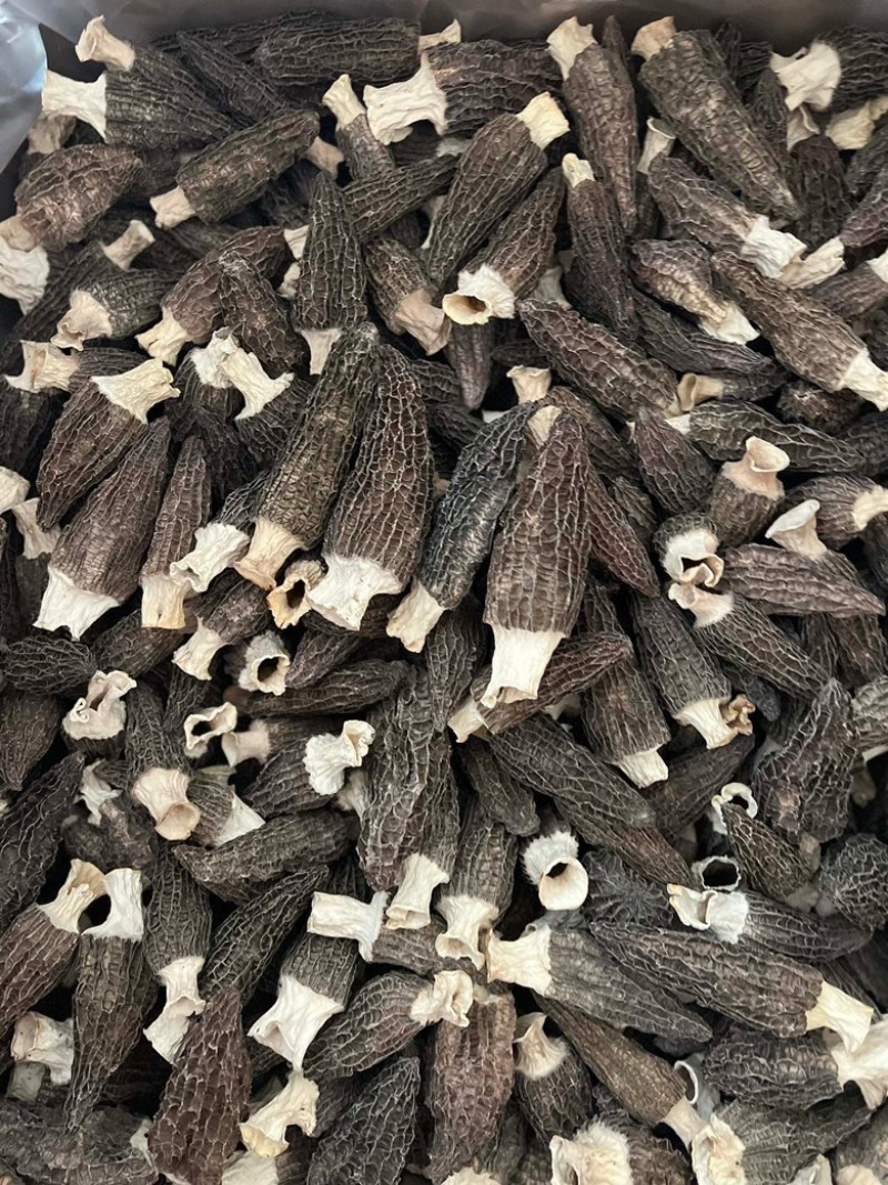 热卖急出羊肚菌精选羊肚菌7-15规格肉厚，丙白，颜色黑