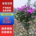 紫花三角梅，叶片肥厚品种优良对接市政工程绿化园林