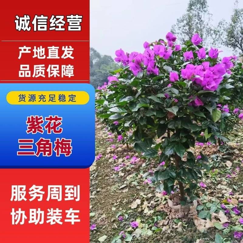 紫花三角梅，叶片肥厚品种优良对接市政工程绿化园林
