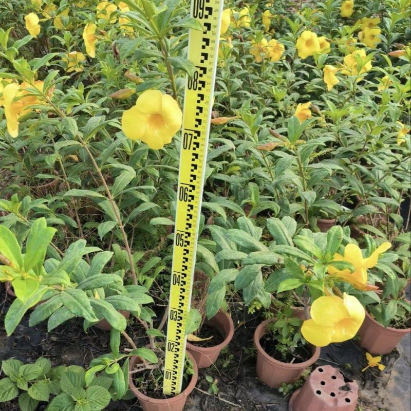 2411苗圃供应软枝黄婵0.5-1米盆栽袋苗黄蝉