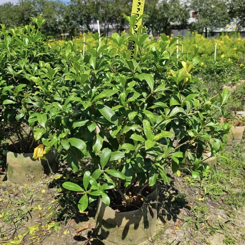 2411苗圃供应软枝黄婵0.5-1米盆栽袋苗黄蝉