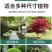 植物防寒罩加厚无纺布保温防寒防霜冻冬季花卉果树果园绿植铁