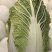 兰陵县玲珑黄小颗大白菜