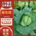 江佩/京丰/奥琪娜/产地直发/规格全！电联！