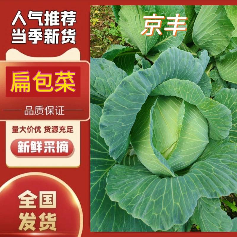 江佩/京丰/奥琪娜/产地直发/规格全！电联！