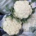 精品有机菜花、散花、白面青梗、小米花、大量上市、代发全国