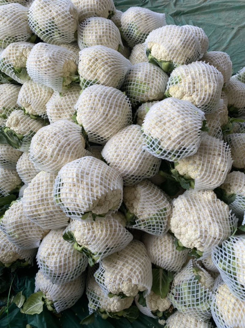 精品有机菜花、散花、白面青梗、小米花、大量上市、代发全国
