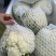 精品有机菜花、散花、白面青梗、小米花、大量上市、代发全国