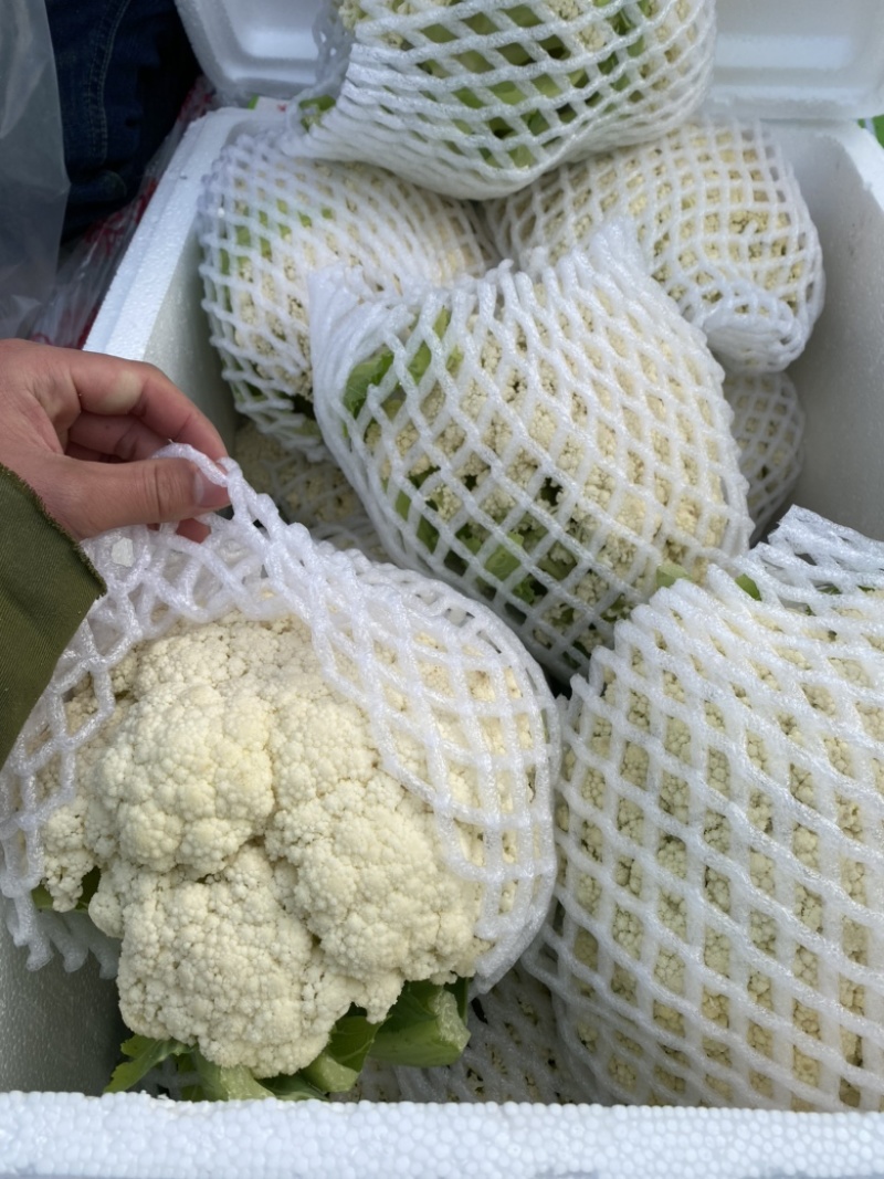 精品有机菜花、散花、白面青梗、小米花、大量上市、代发全国