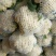 精品有机菜花、散花、白面青梗、小米花、大量上市、代发全国