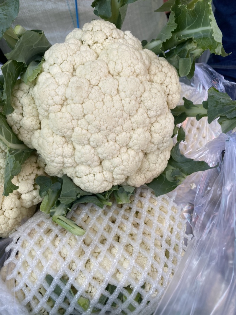 精品有机菜花、散花、白面青梗、小米花、大量上市、代发全国